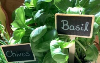 basil and chives to grow at Monkey Puzzle Angel
